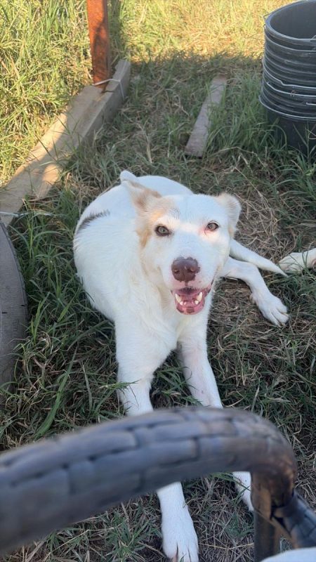 BELLE - Chien à adopter - photo 2