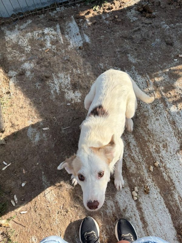 BELLE - Chien à adopter - photo 6