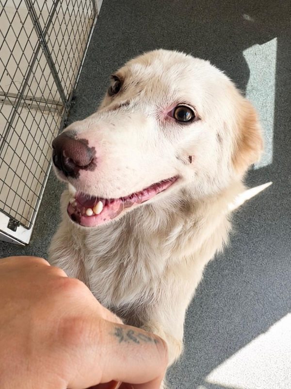 BELLE - Chien à adopter - photo 5