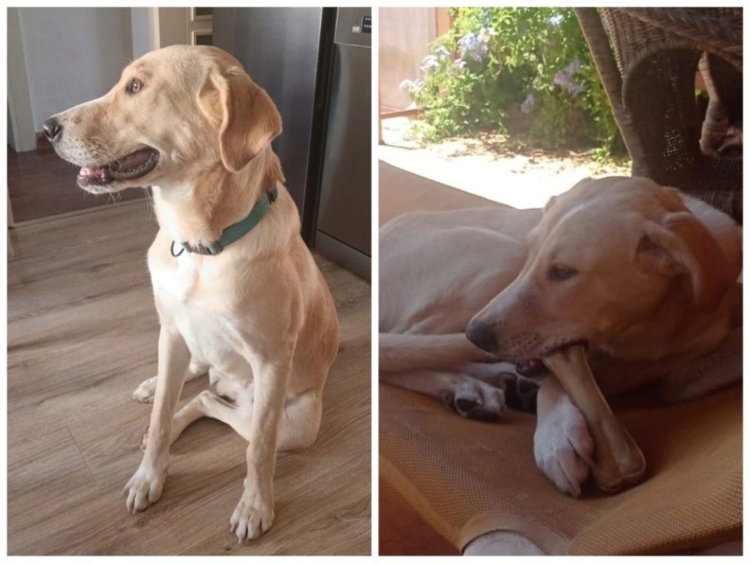 BILBO - Chien Labrador-Retriever à adopter - photo 2