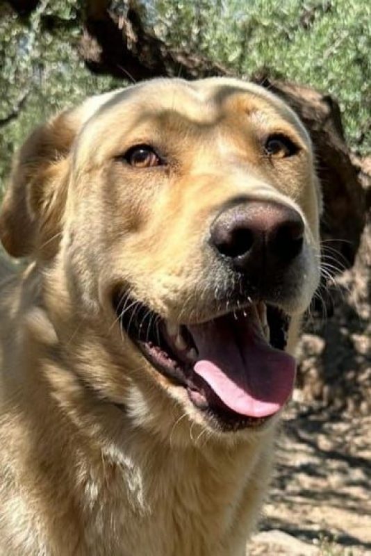 BILBO - Chien Labrador-Retriever à adopter