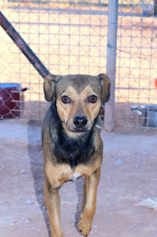 BOMBON - Chien à adopter - photo 3