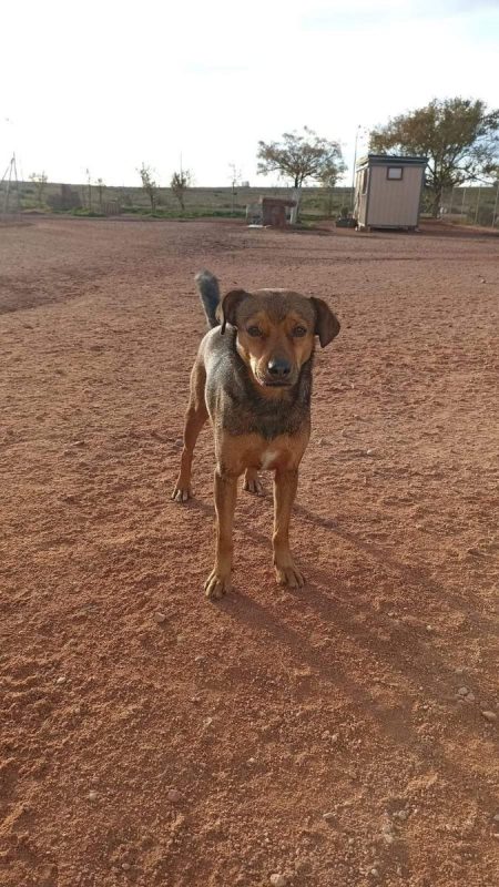 BOMBON - Chien à adopter - photo 4