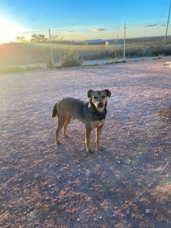 BOMBON - Chien à adopter - photo 6