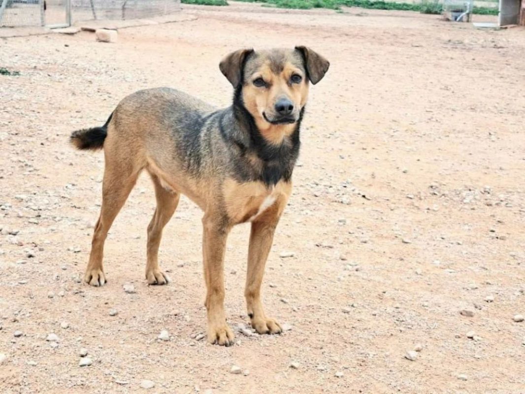 BOMBON - Chien à adopter - photo 2