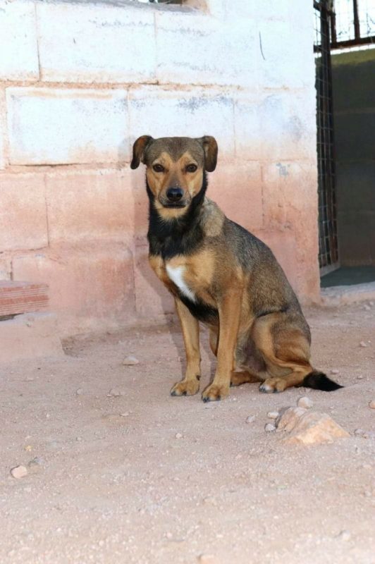 BOMBON - Chien à adopter - photo 7