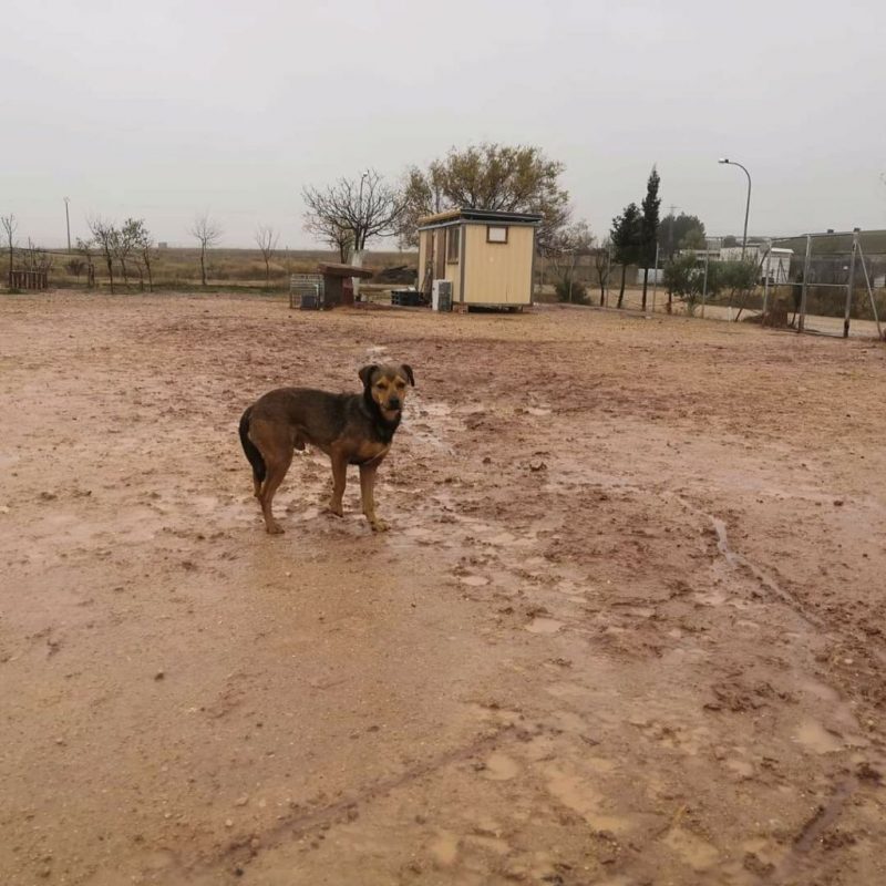 BOMBON - Chien à adopter - photo 5