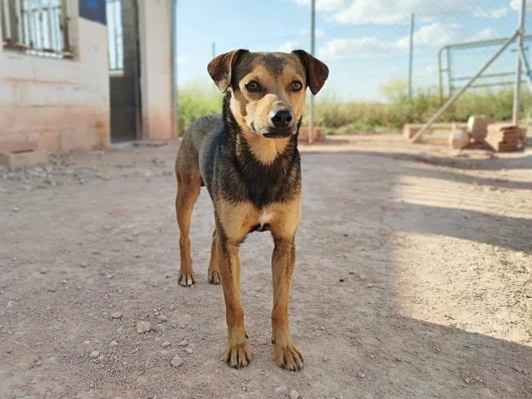BOMBON - Chien à adopter