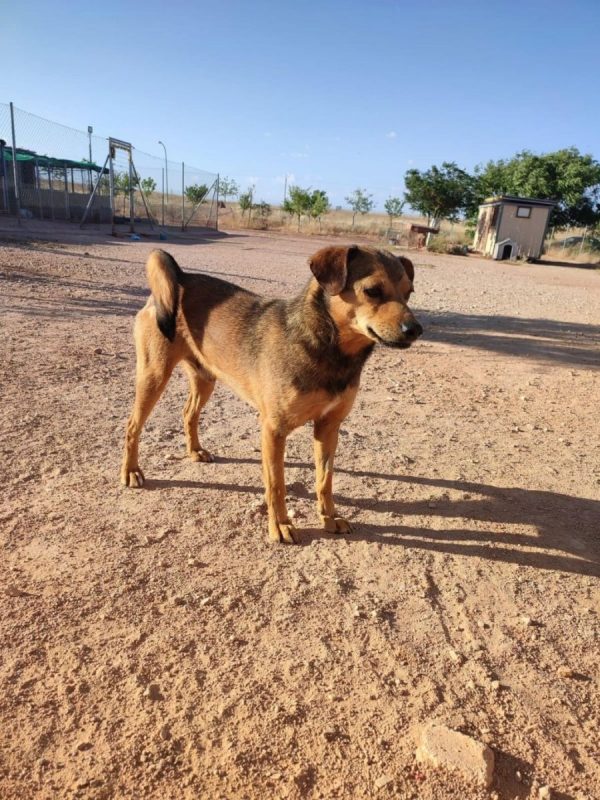 BOMBON - Chien à adopter - photo 8
