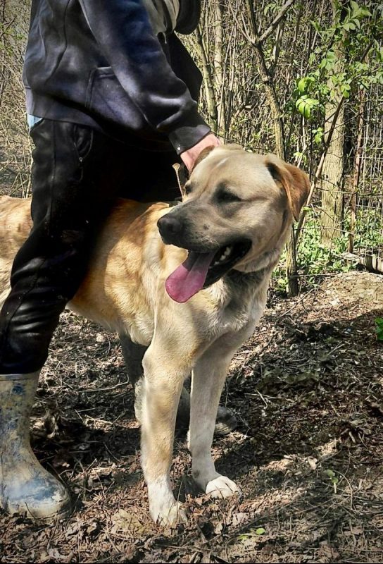 BRUCE - Chien Labrador-Retriever à adopter - photo 4
