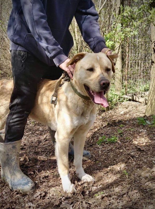 BRUCE - Chien Labrador-Retriever à adopter - photo 3