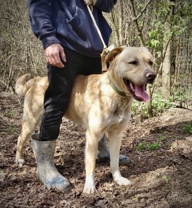BRUCE - Chien Labrador-Retriever à adopter - photo 5