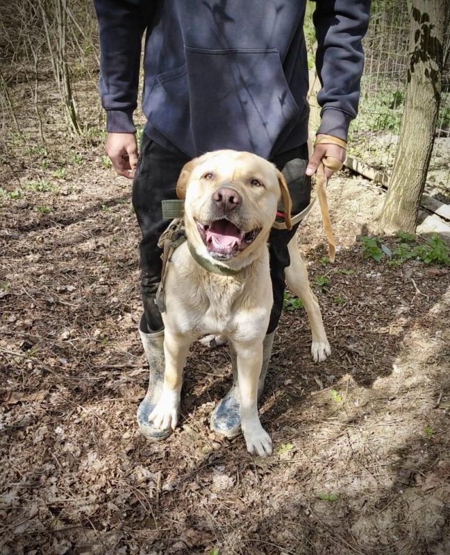 BRUCE - Chien Labrador-Retriever à adopter