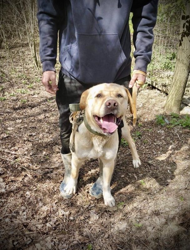 BRUCE - Chien Labrador-Retriever à adopter - photo 2