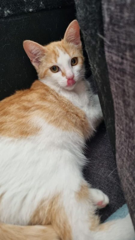 Bella - Chat à adopter - photo 3
