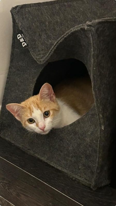 Bella - Chat à adopter - photo 4