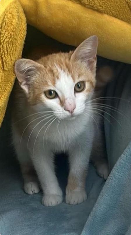 Bella - Chat à adopter - photo 5