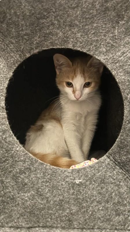 Bella - Chat à adopter - photo 2