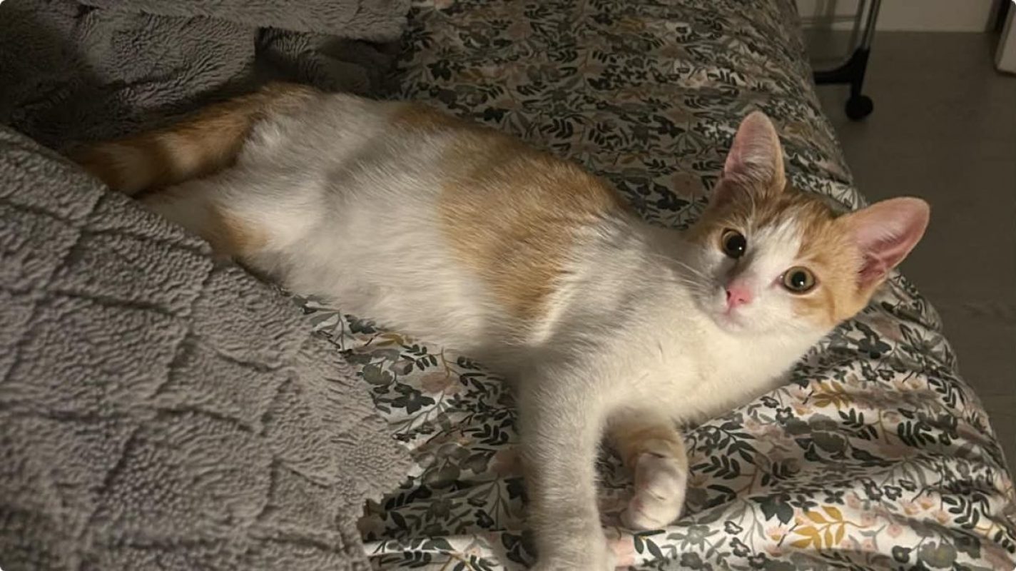 Bella - Chat à adopter