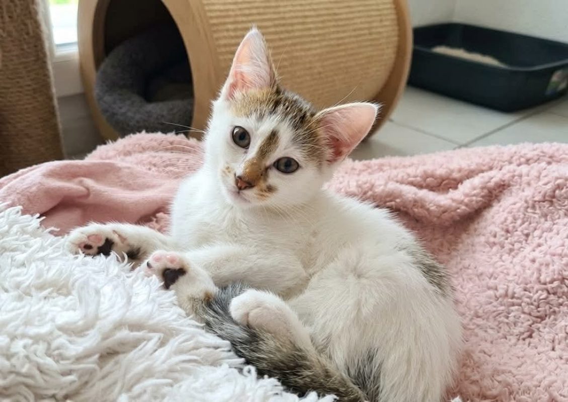 Plume - Chat Européen à adopter