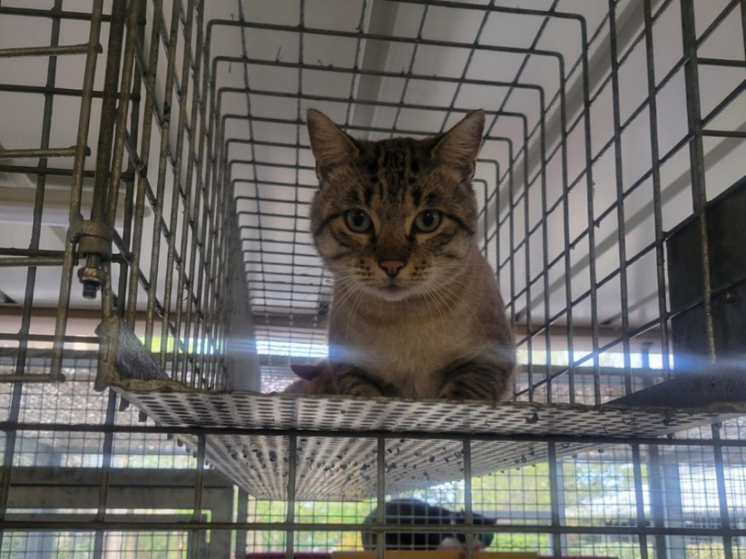 Paquito - Chat Siamois à adopter