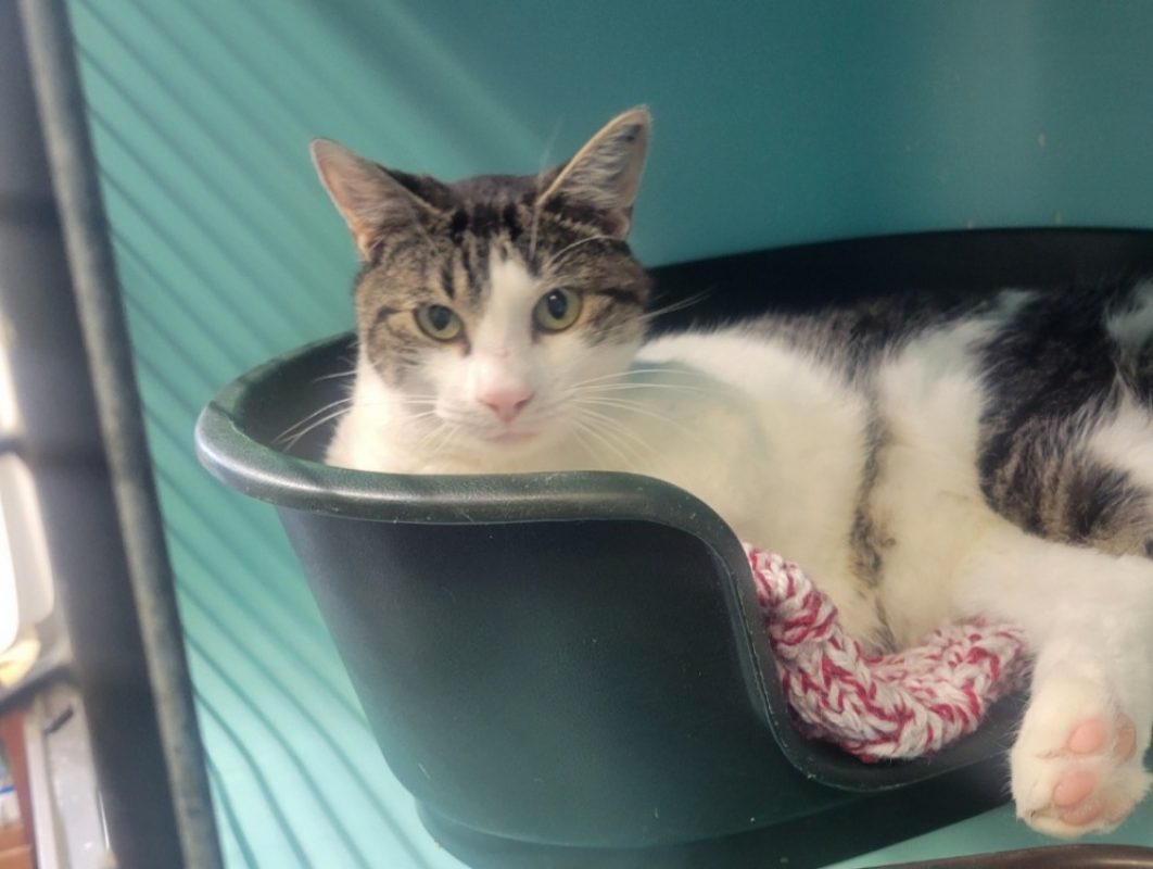 Squick - Chat Européen à adopter