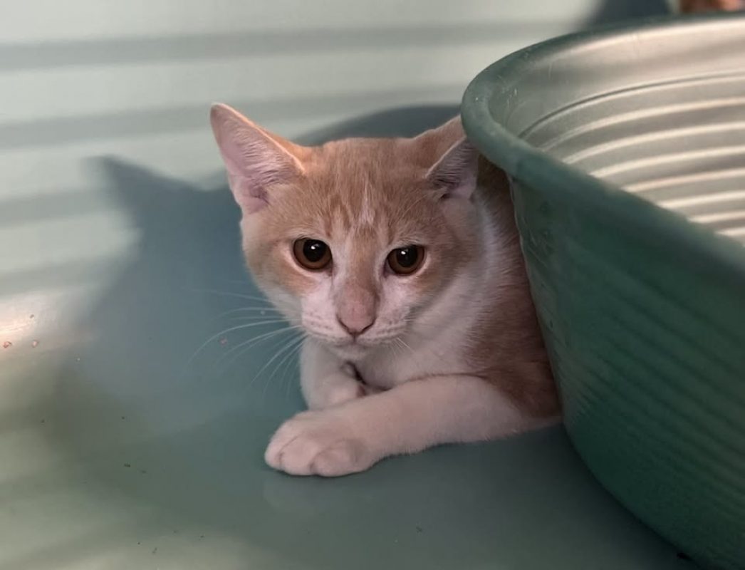 Bony - Chat Européen à adopter