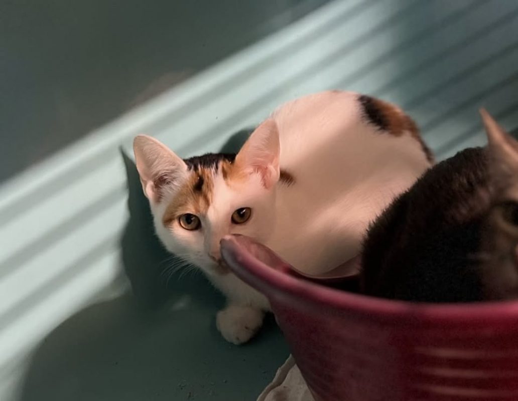 Kera - Chat Européen à adopter