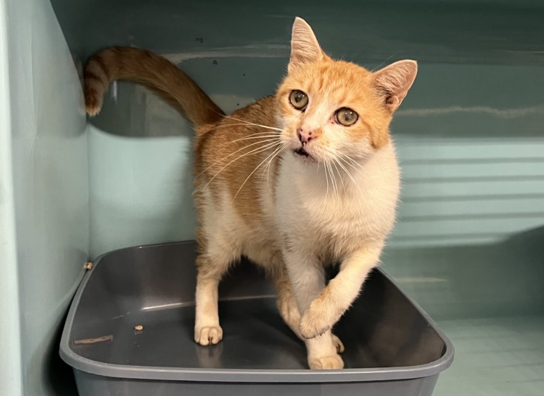 Musclor - Chat Européen à adopter