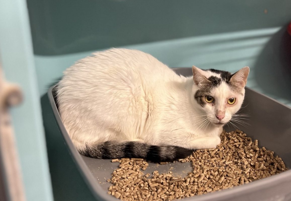 Kiara - Chat Européen à adopter