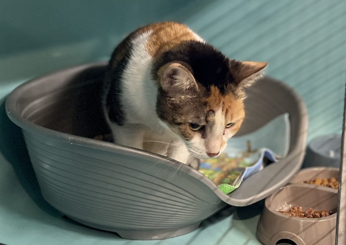Moana - Chat Européen à adopter