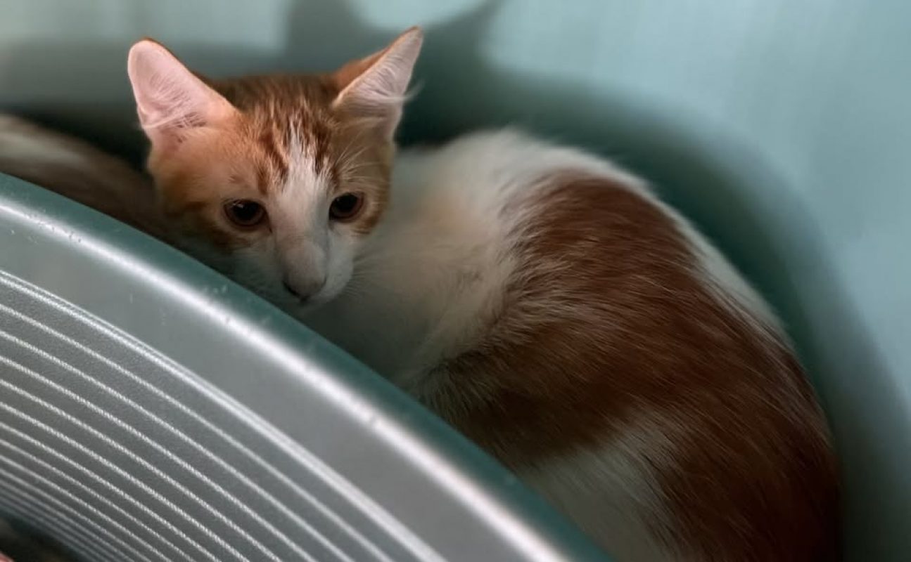 Bones - Chat Européen à adopter