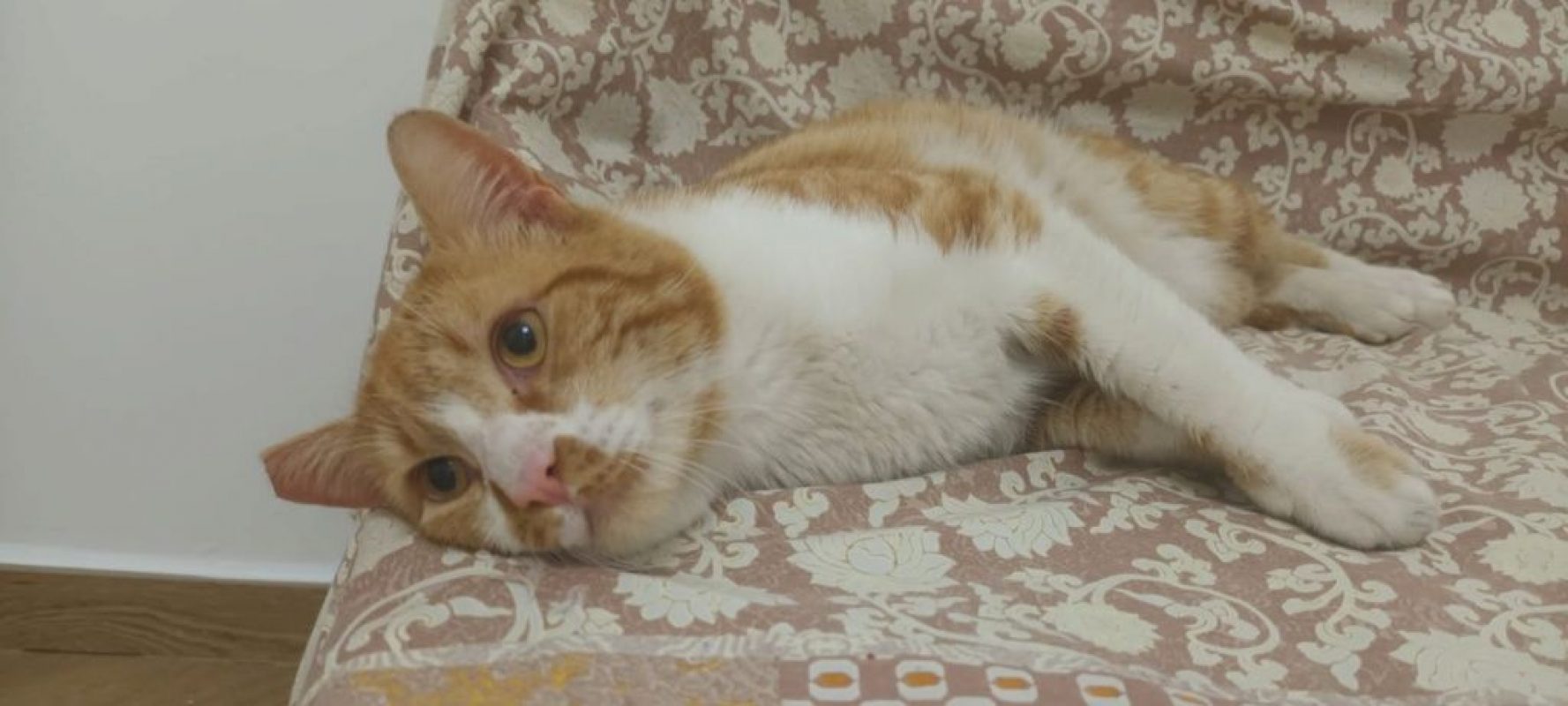 Coco (roux et blanc) - Chat à adopter - photo 3