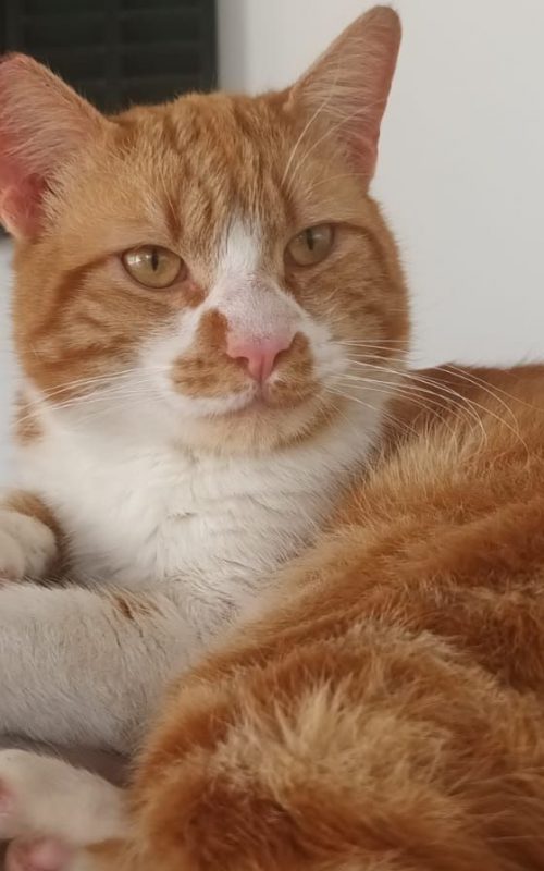 Coco (roux et blanc) - Chat à adopter - photo 8