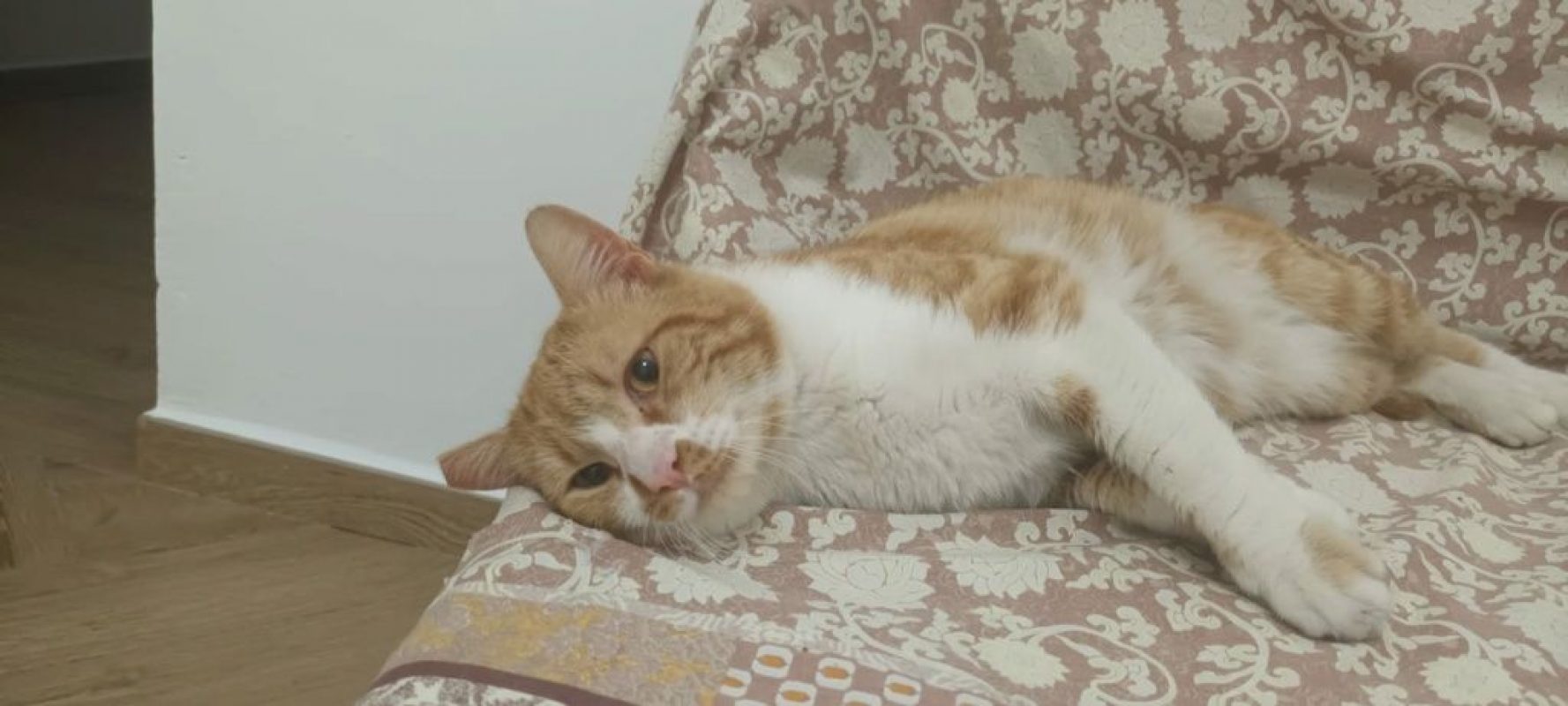 Coco (roux et blanc) - Chat à adopter - photo 6