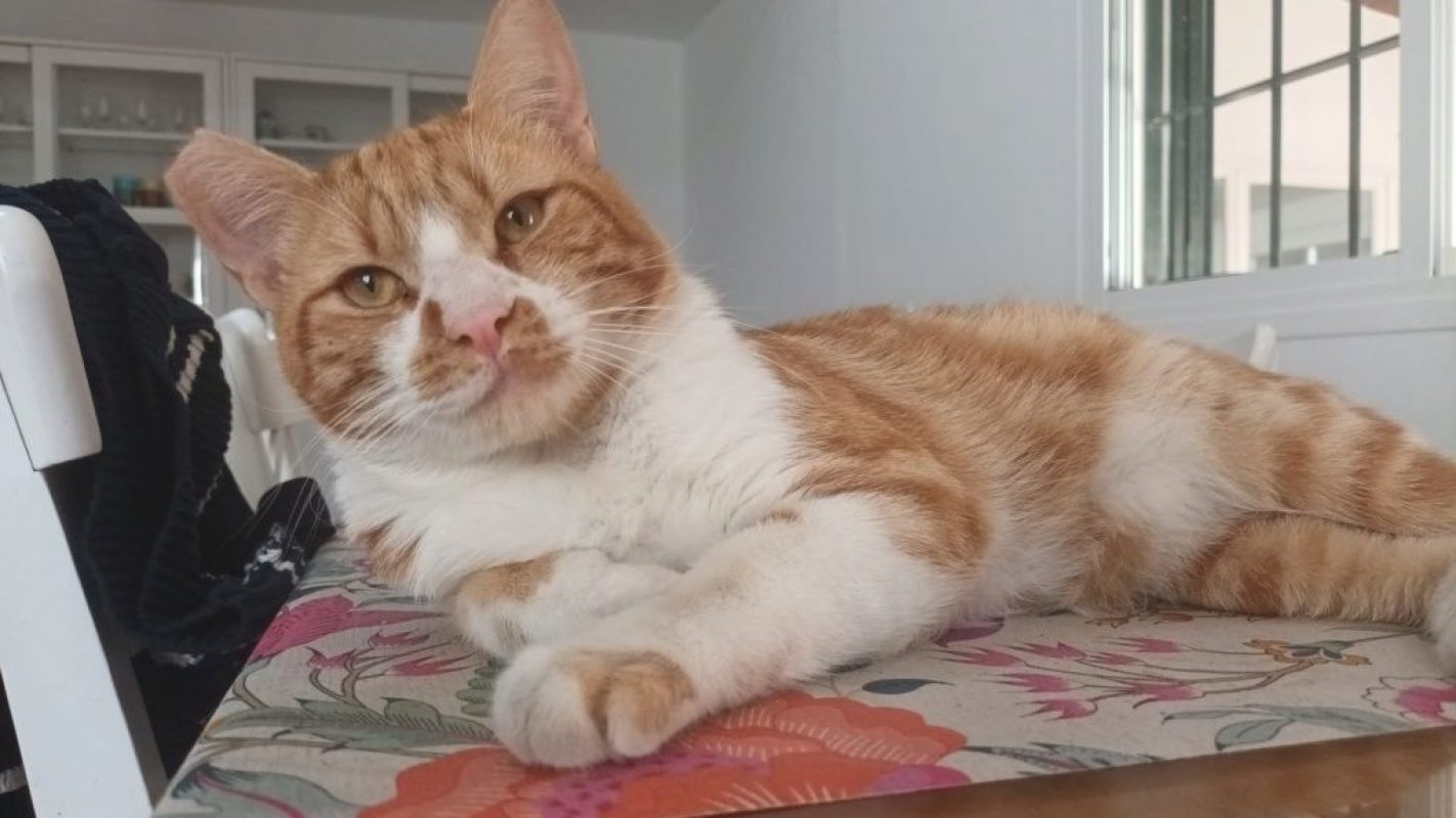 Coco (roux et blanc) - Chat à adopter - photo 2