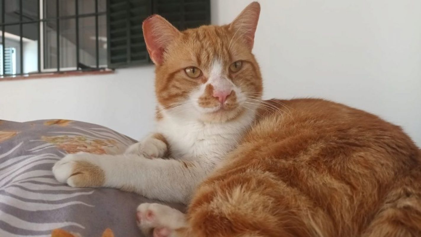 Coco (roux et blanc) - Chat à adopter