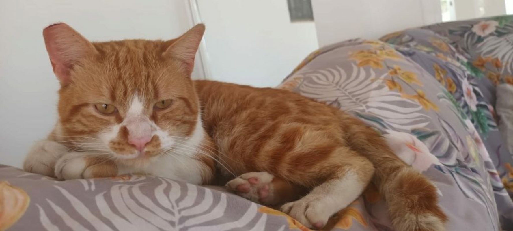 Coco (roux et blanc) - Chat à adopter - photo 5
