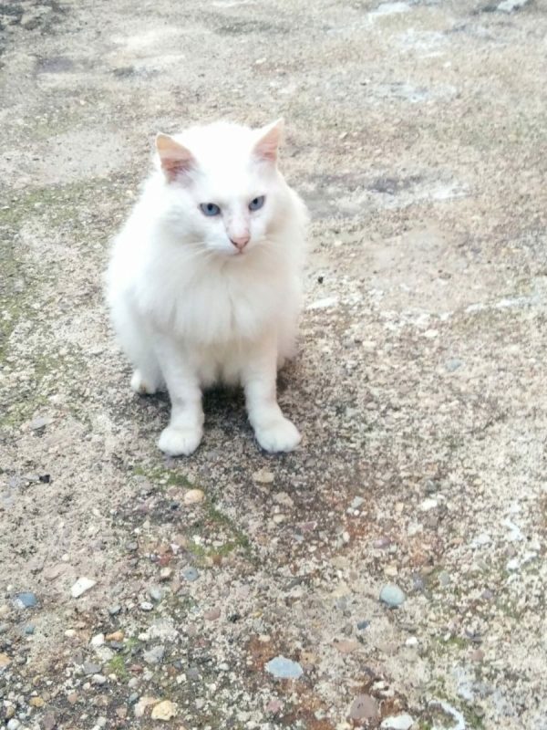 Nivel - Chat à adopter - photo 5