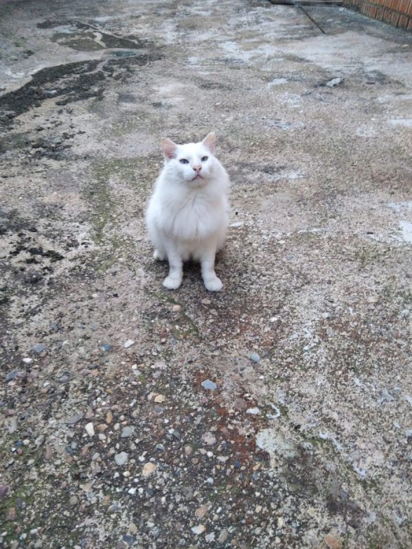 Nivel - Chat à adopter - photo 2
