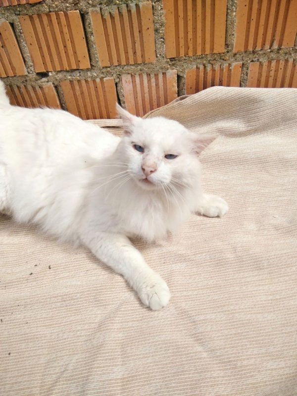 Nivel - Chat à adopter - photo 4