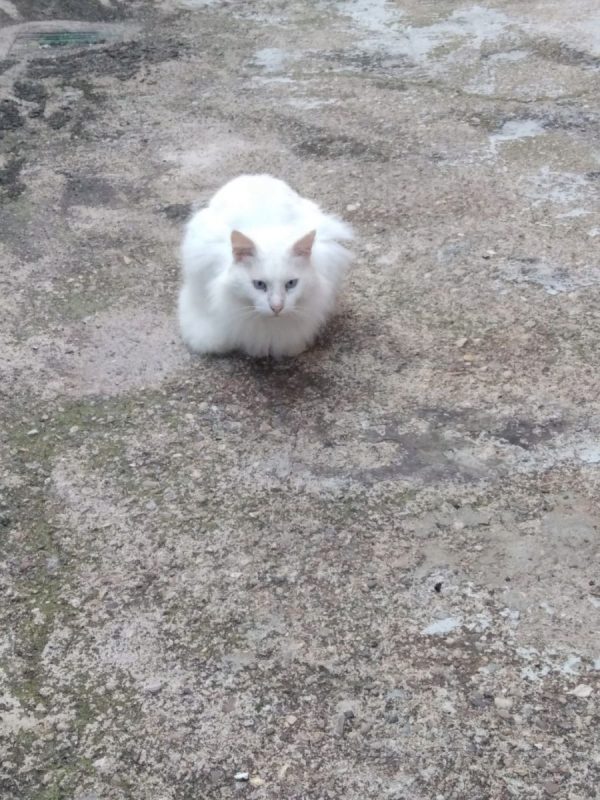 Nivel - Chat à adopter - photo 3
