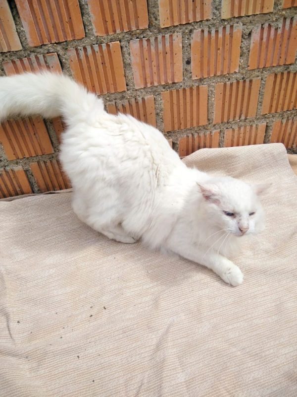 Nivel - Chat à adopter - photo 6