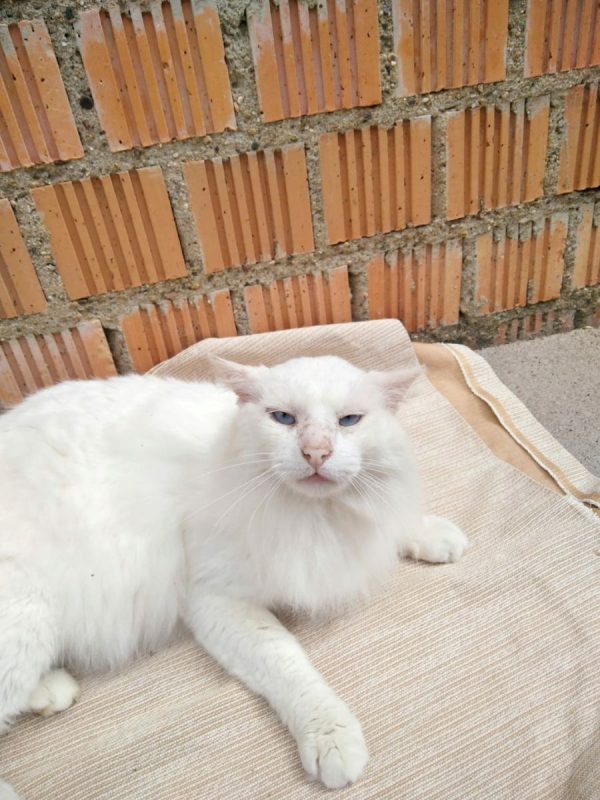 Nivel - Chat à adopter - photo 7