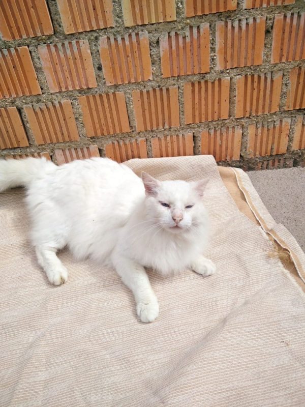 Nivel - Chat à adopter
