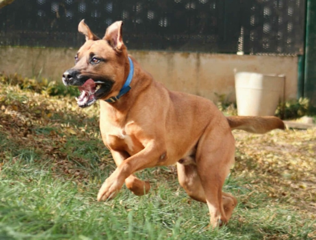 Tyson - Chien à adopter - photo 6