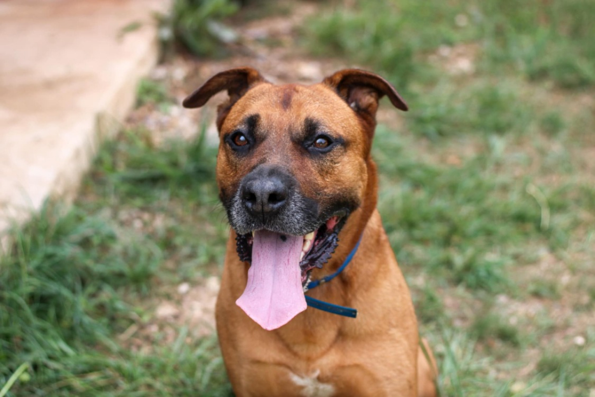 Tyson - Chien à adopter - photo 7
