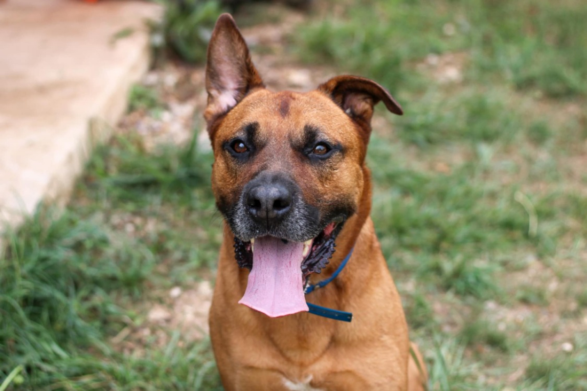 Tyson - Chien à adopter - photo 8