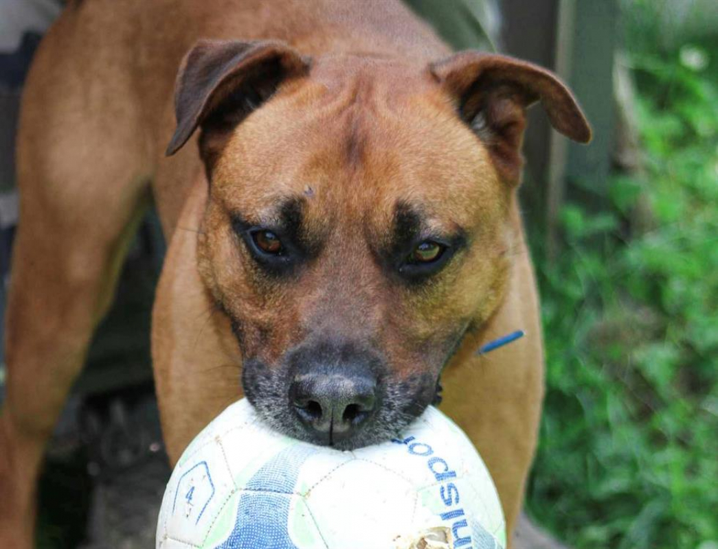 Tyson - Chien à adopter - photo 9