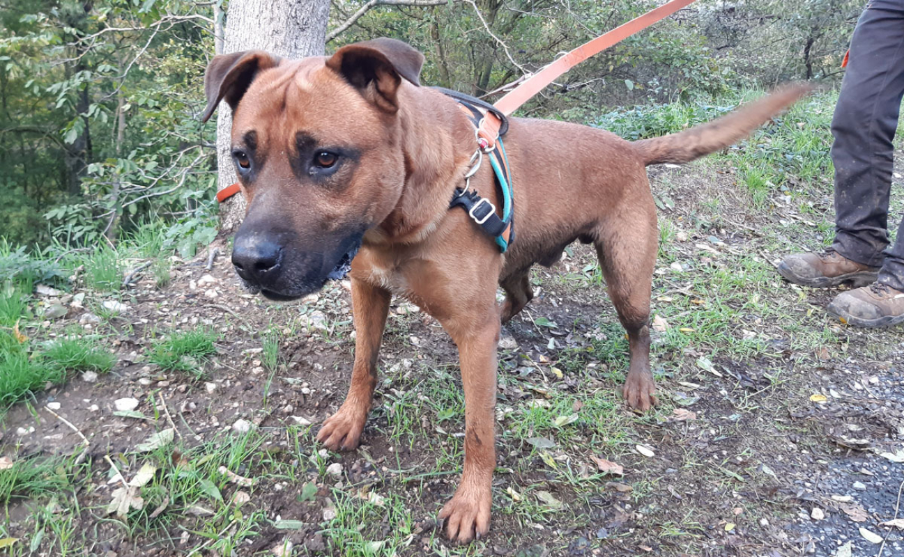 Tyson - Chien à adopter - photo 10